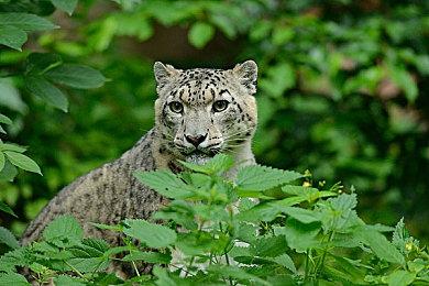 《碧海黑帆》联动海洋环保组织 你打怪育碧捐款