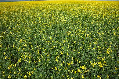 《午夜行者》技术测试开启 PvPvE僵尸生存撤离